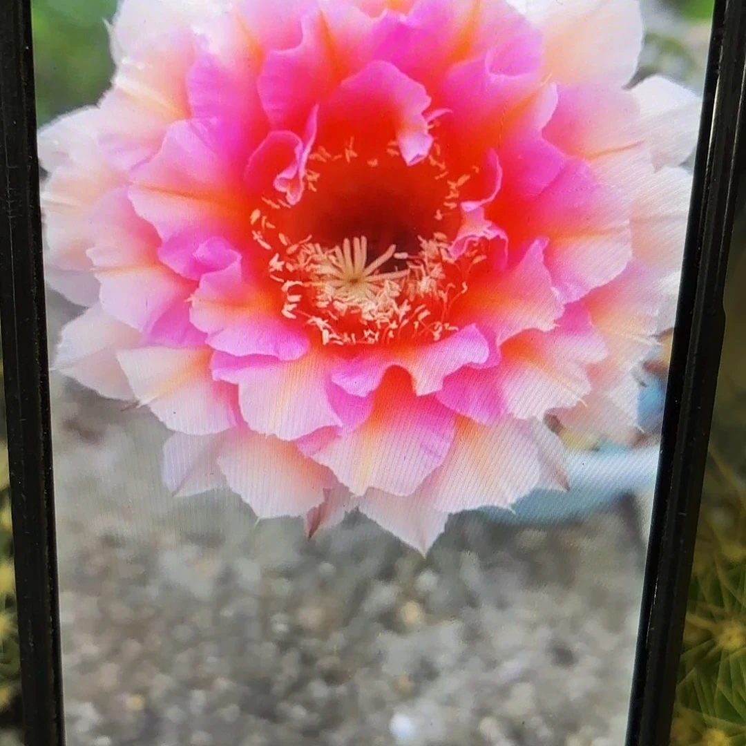 006彩侧牙20包邮仙人球14