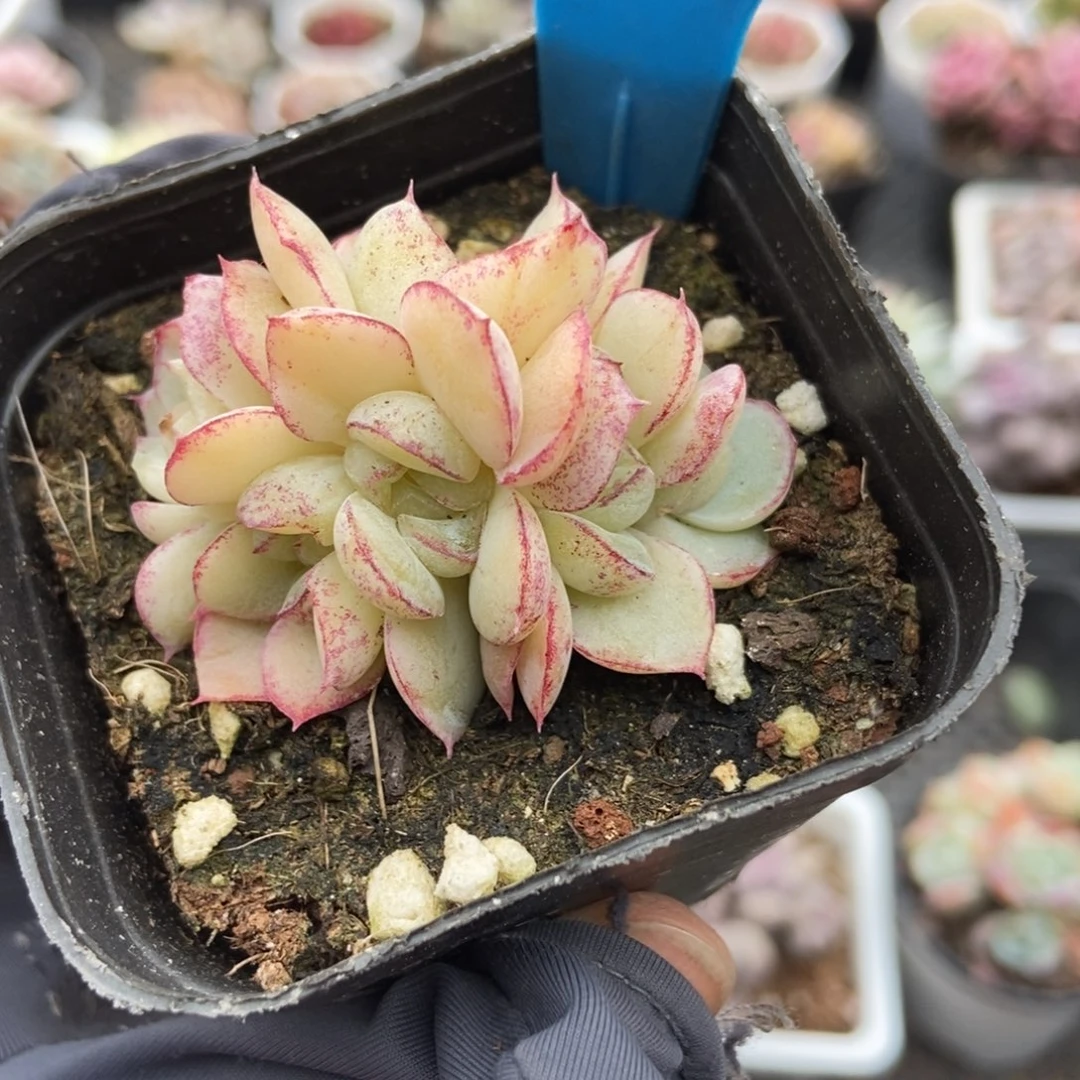 889胖虎多肉植物保护