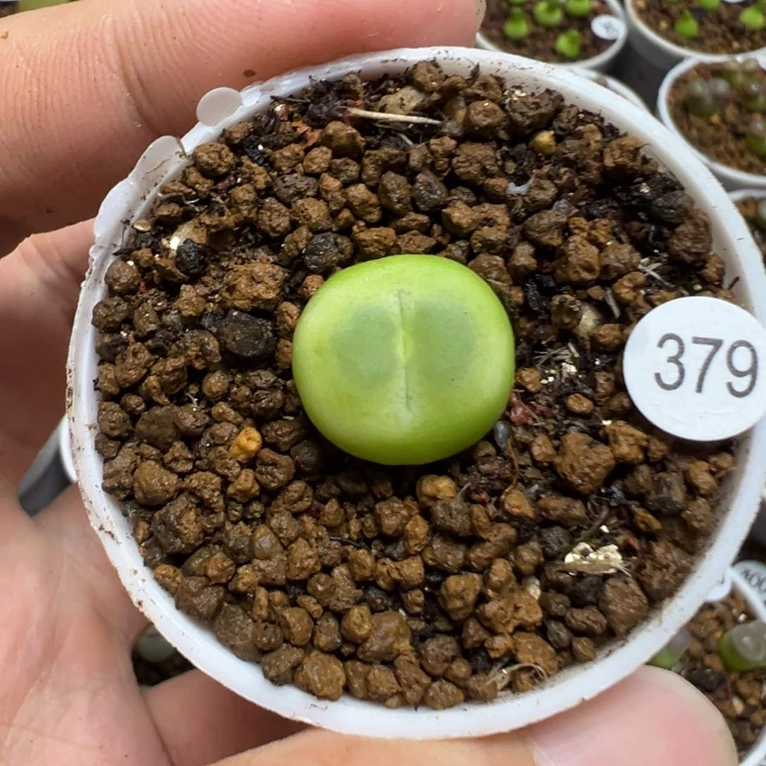 拉登1.5cm一颗脱土379000