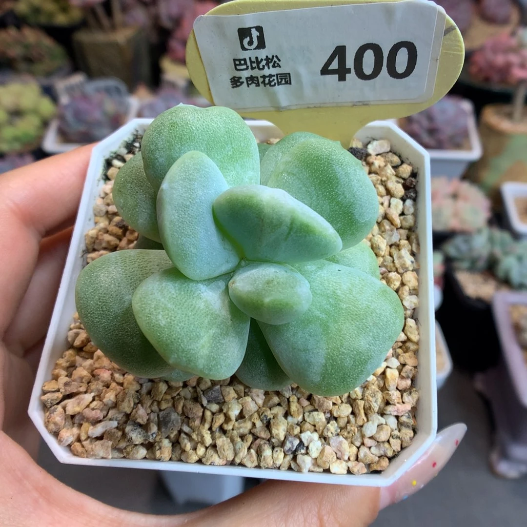 400灭心冰玉石化多肉植物