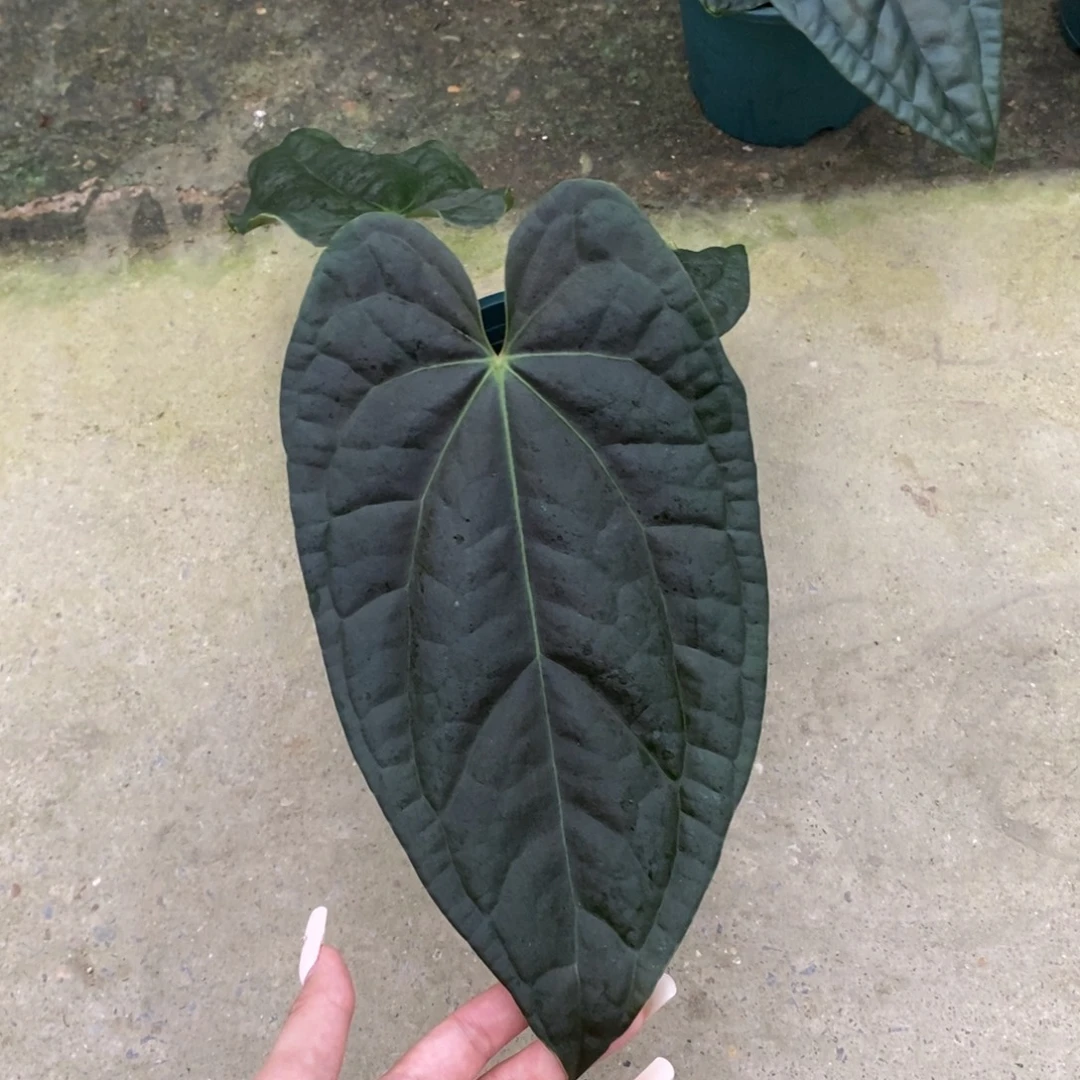 完全开放黑水晶杂奢华
