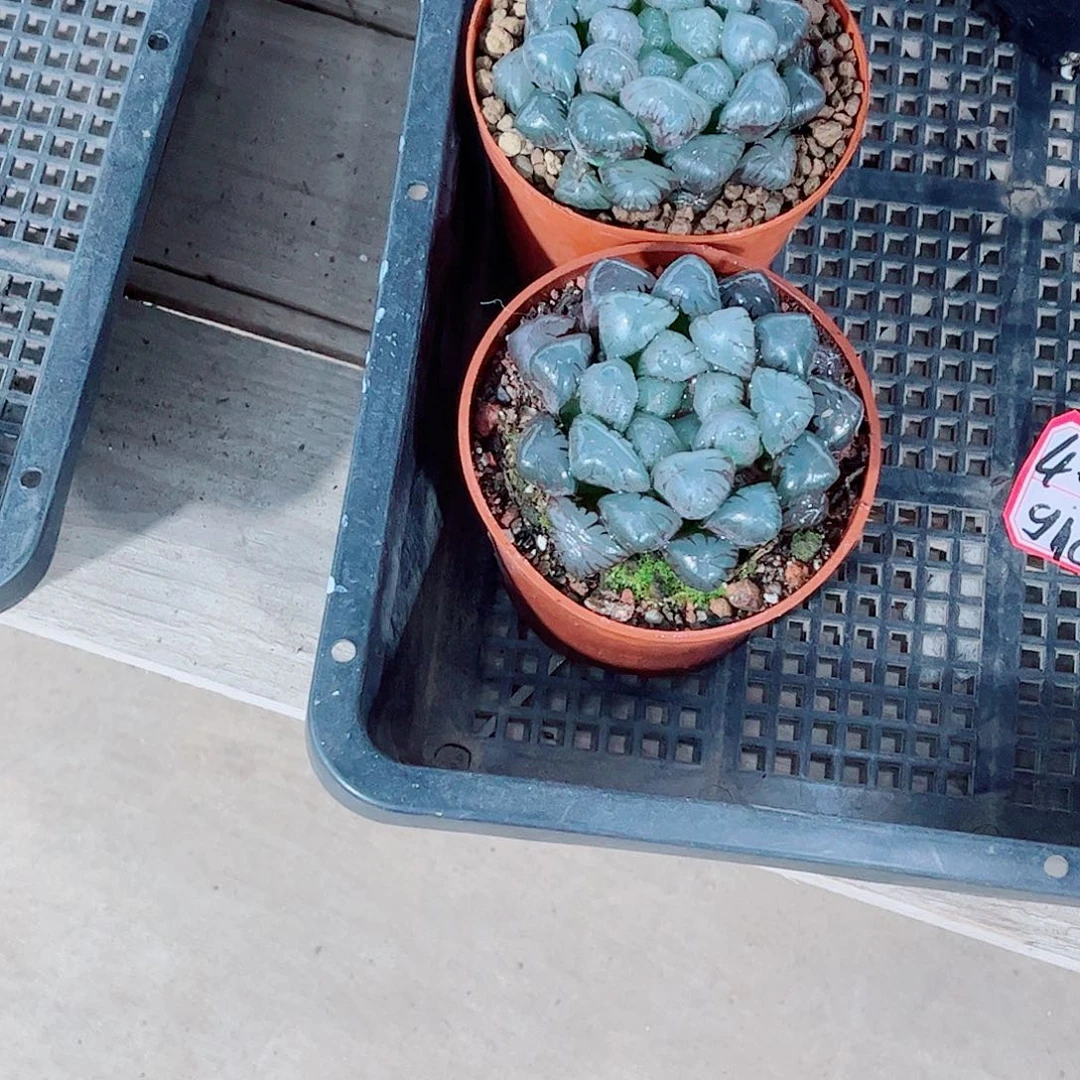 紫姬玉露一勿一拍