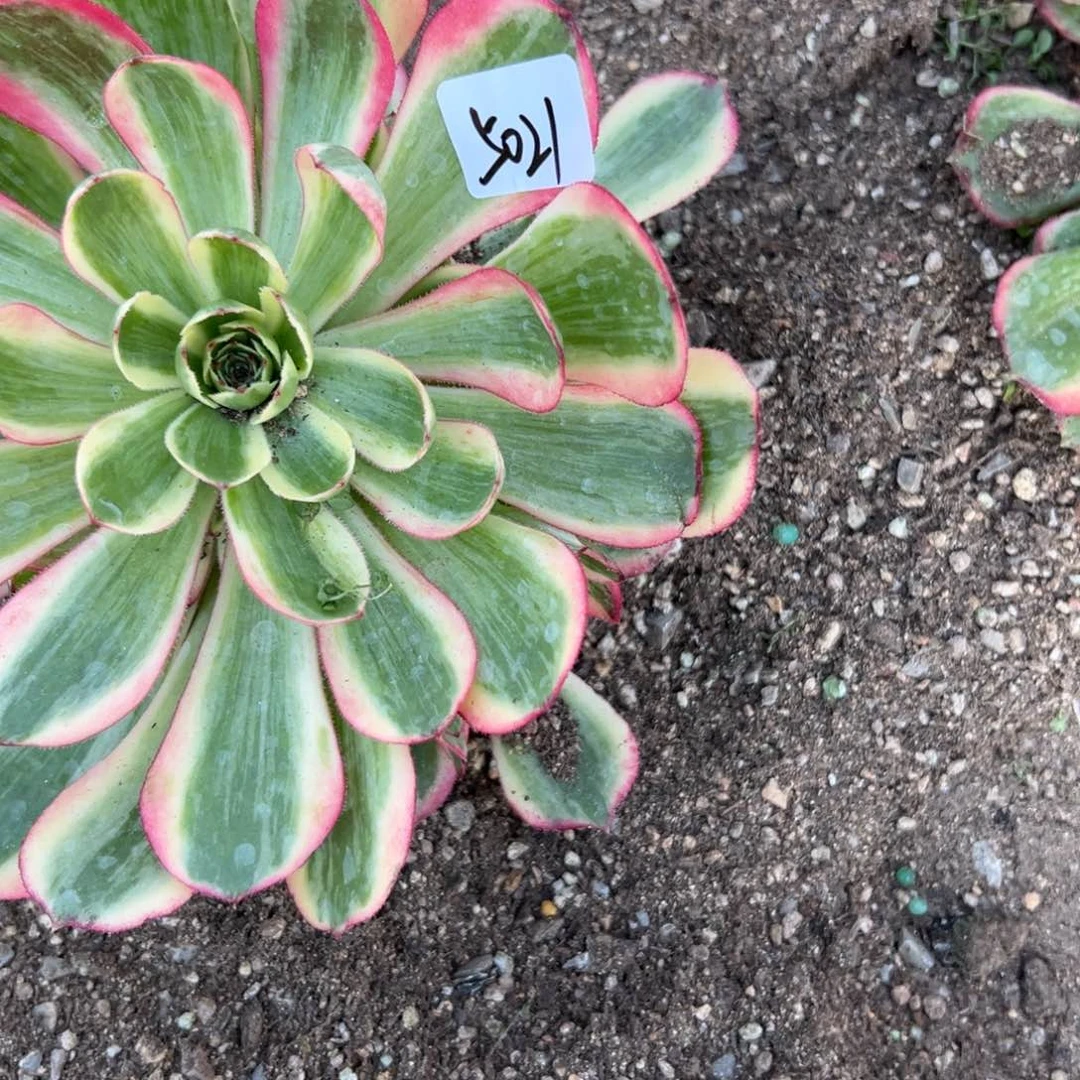 背****默5021云荷多肉多肉多肉徐州