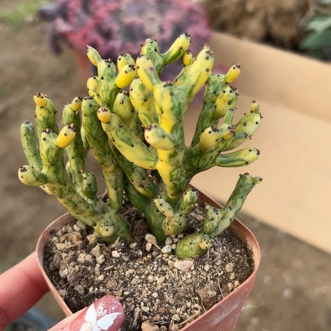 多肉植物福利光棍树锦