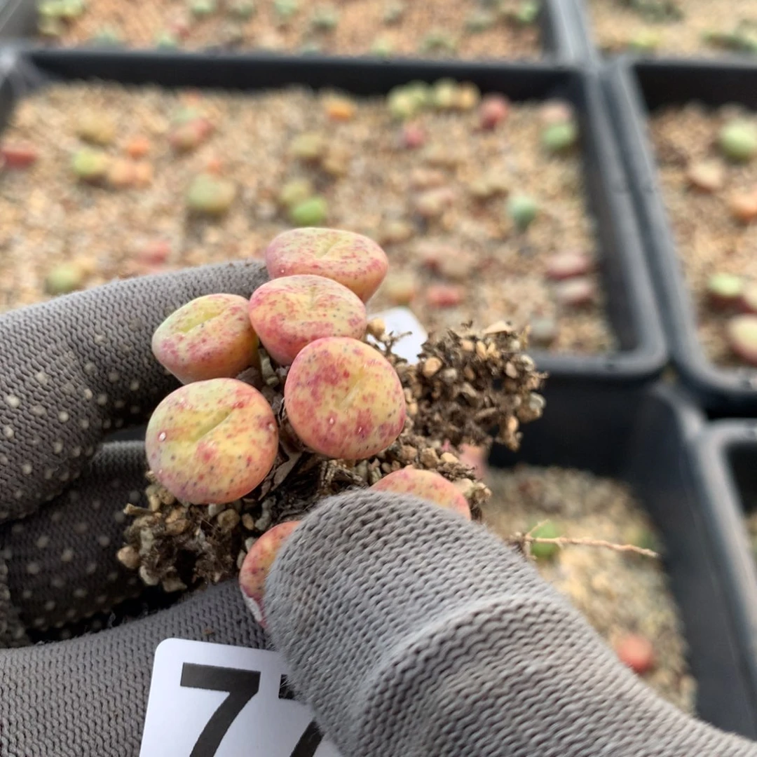 773饼嘴母本一颗