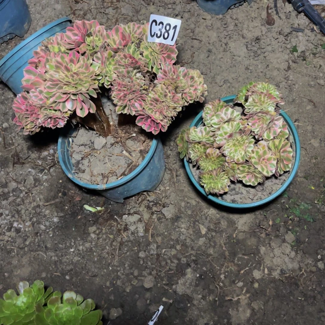 两盆法师28////38包邮