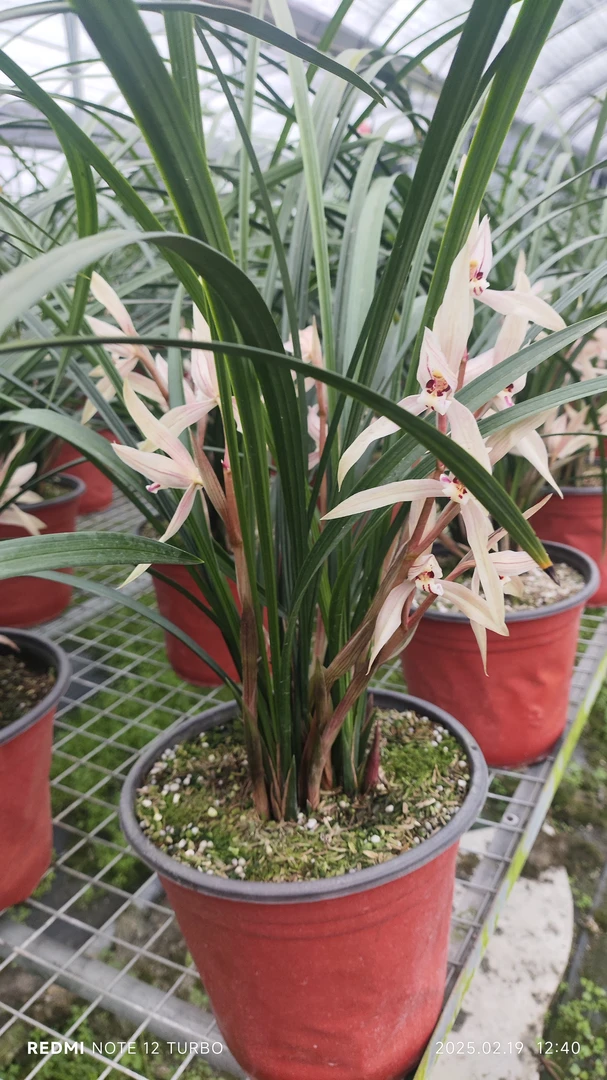 春剑五朵金花一一一雪兰，每盆20苗左右