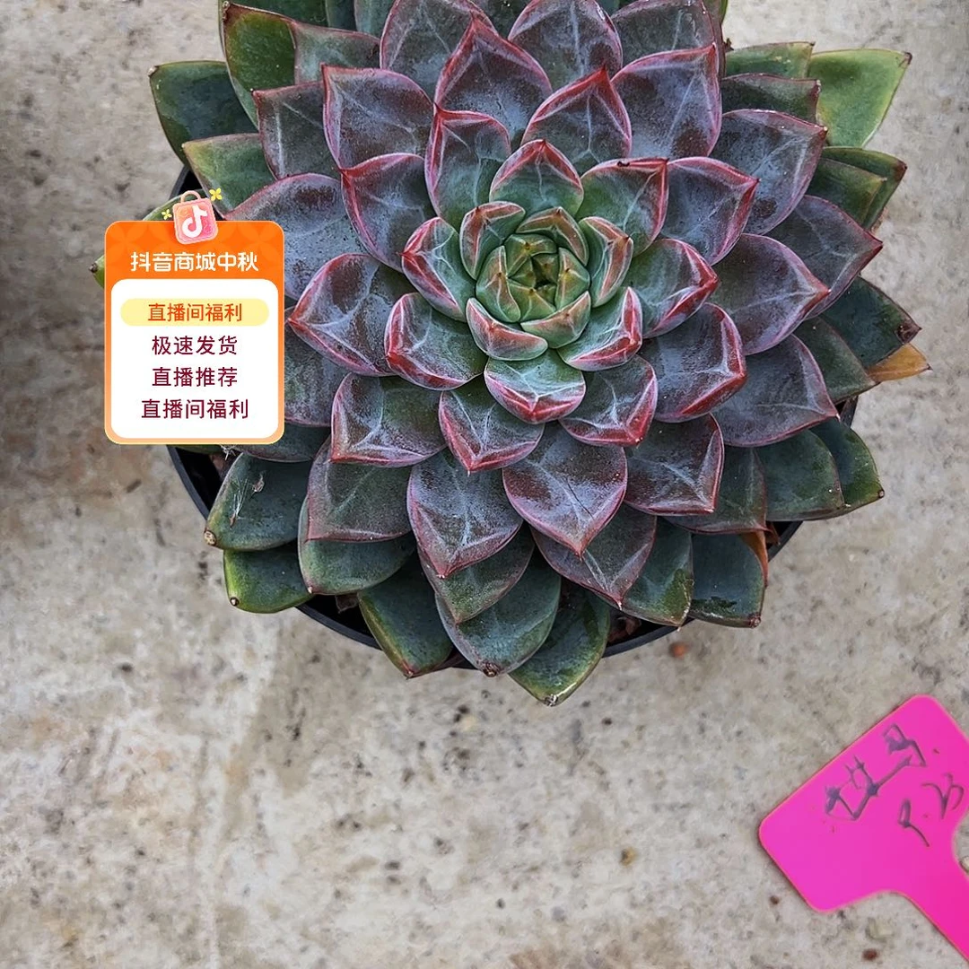 麦卡111111111111111