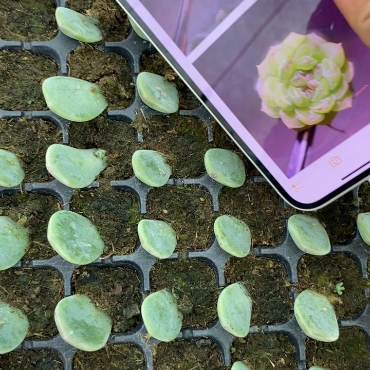 甜心106芽苗一个多肉