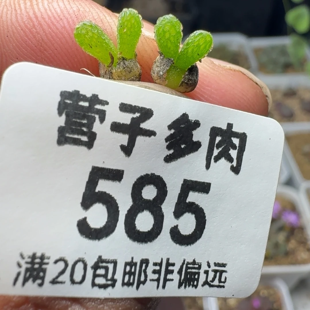 妖奇玉