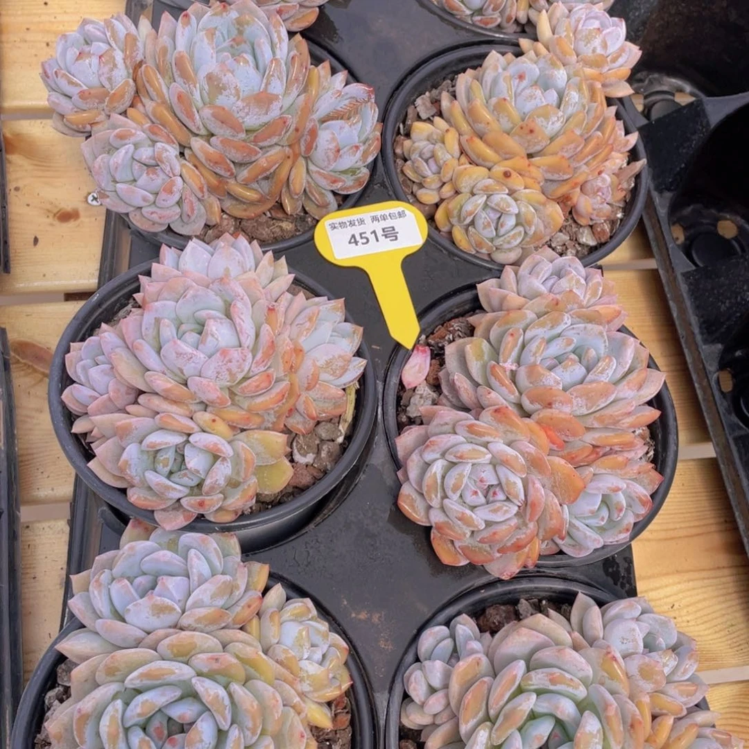 451号 韩版橙梦露大群生母本一个