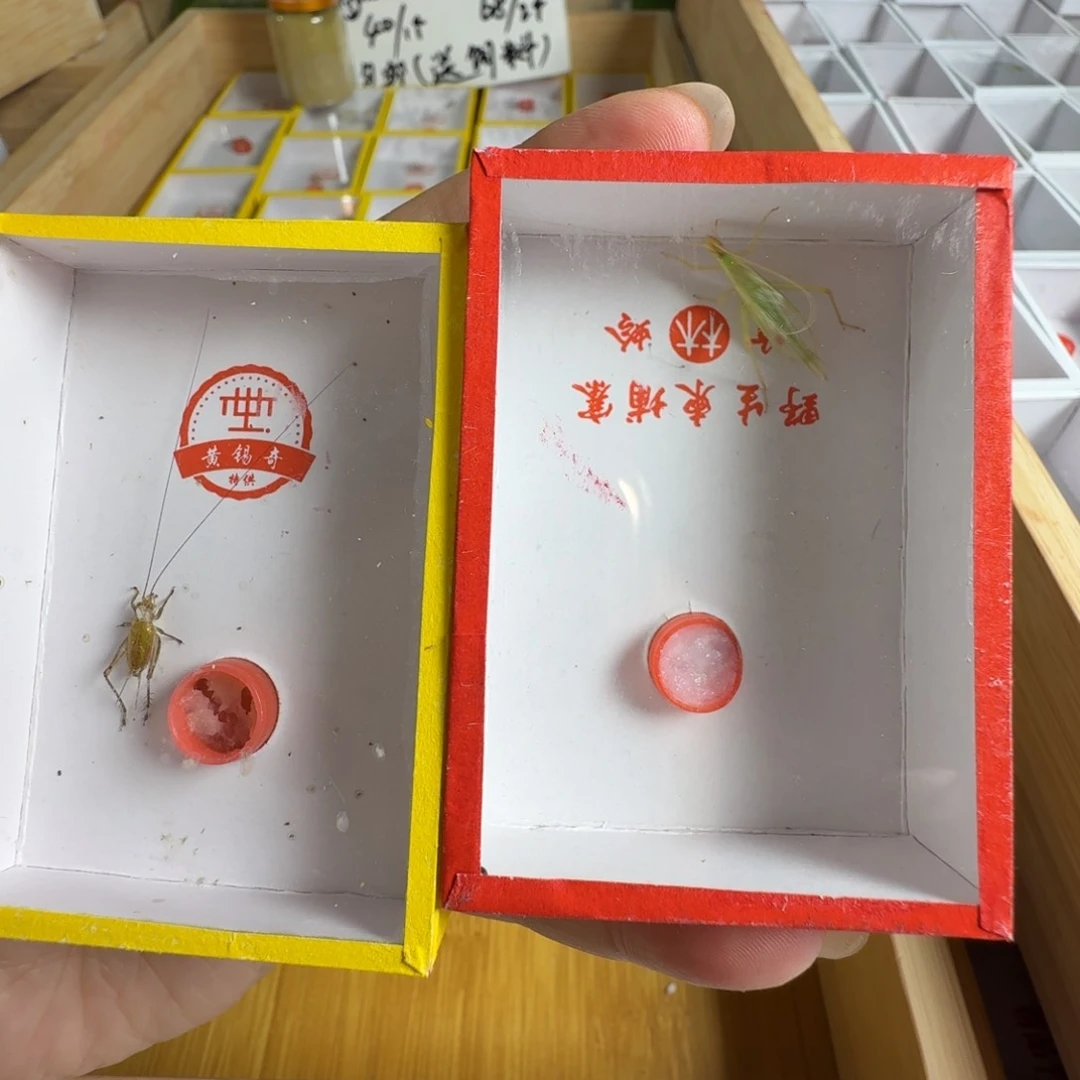 一个中长须黄老师精品大黄一个精品柬埔寨竹林