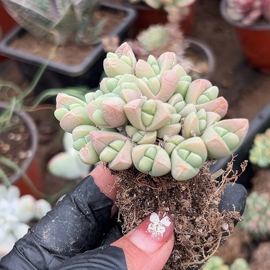 多肉植物秋琴玉开花