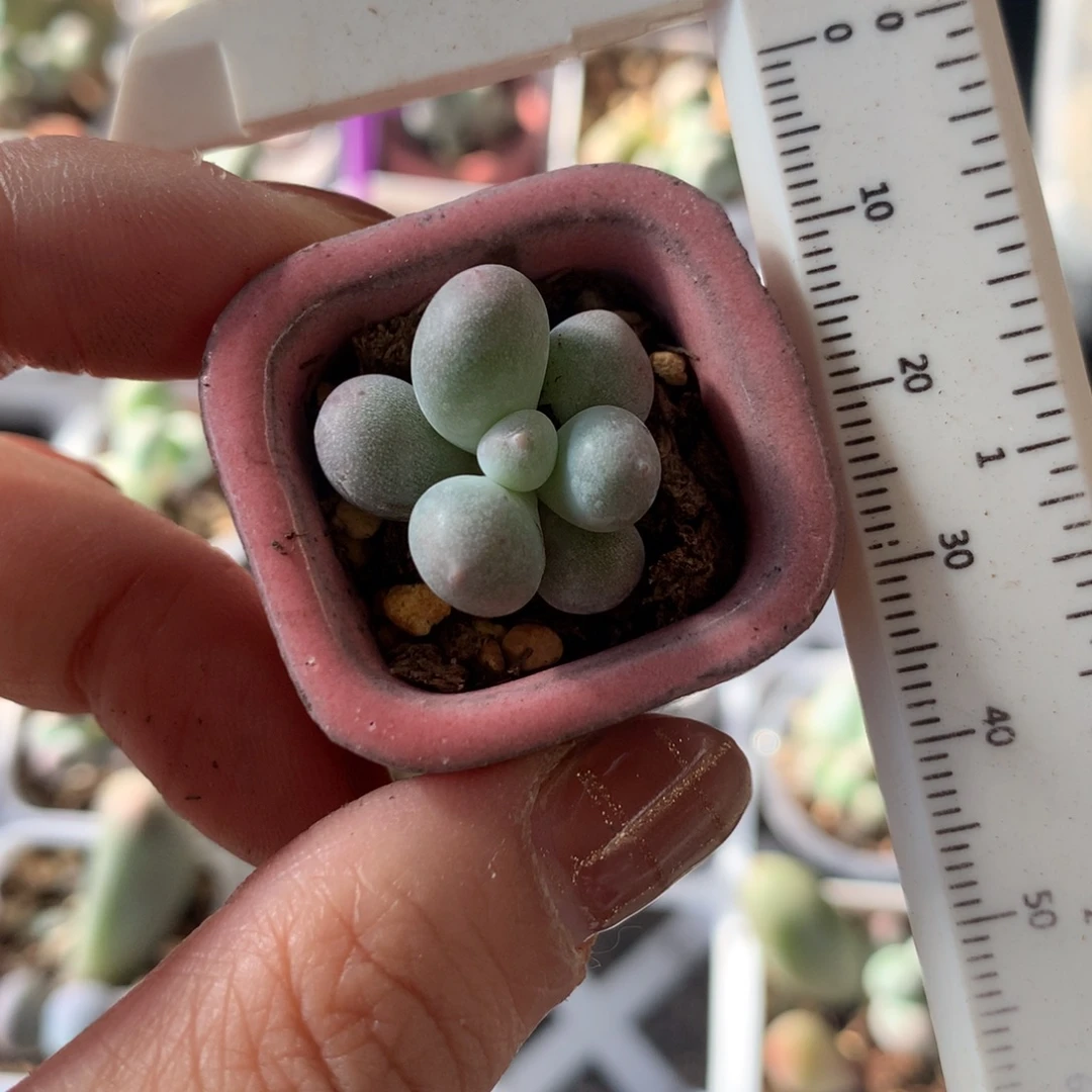 米可奶，米可奶满28包邮