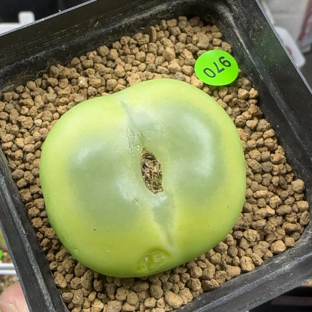 拉登贴地飞4.3+瑕疵多肉970