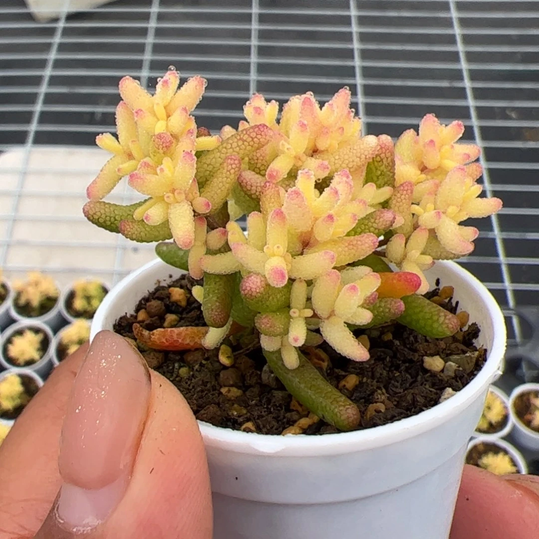 苏***嘎多肉植物枝干真飞机猪