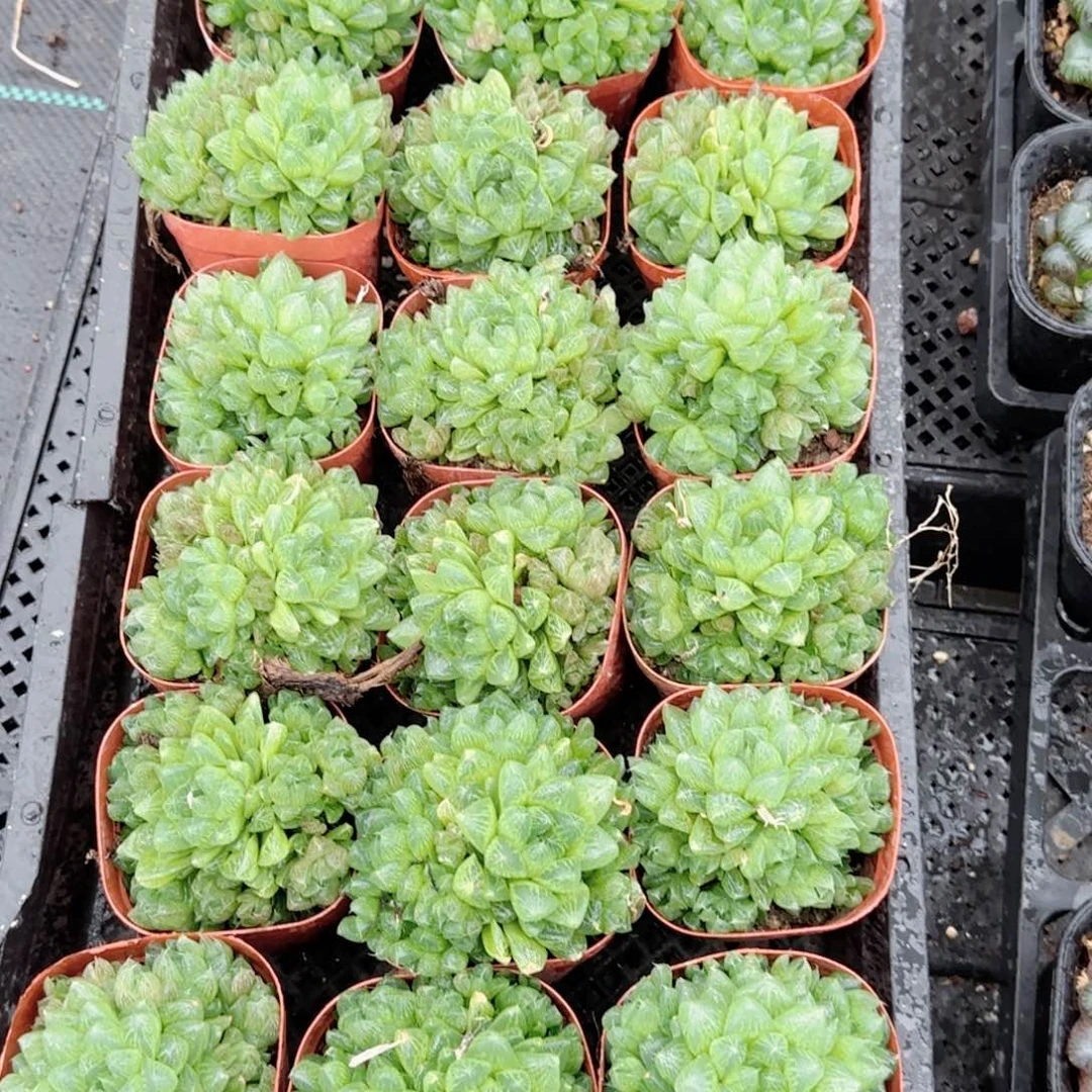 红盆雪花多肉植物一颗