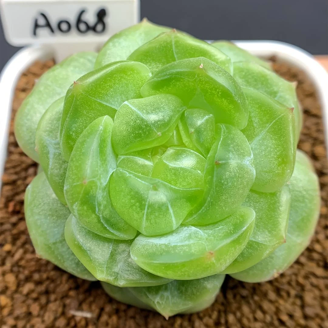 七号链接 y034-y042 框拍 8/10 周日 多肉植物 讲解点击封面图