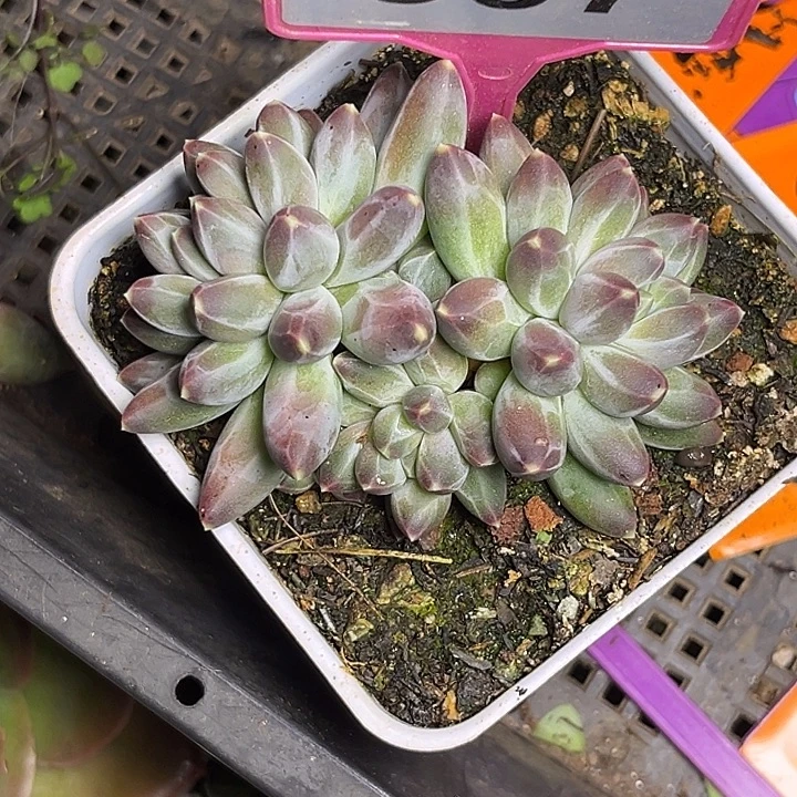 多肉植物申公豹307