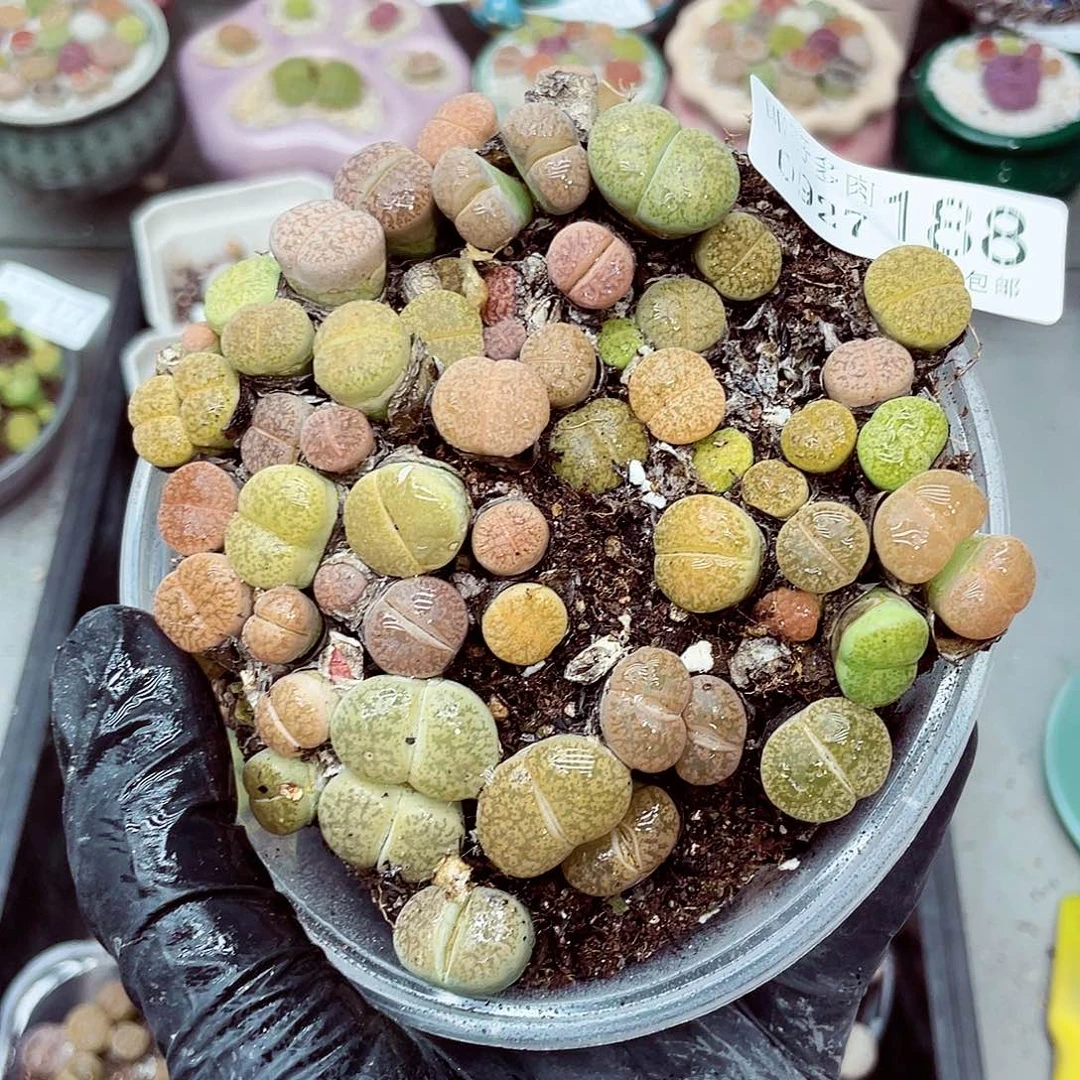 生石花满18包邮0927-188