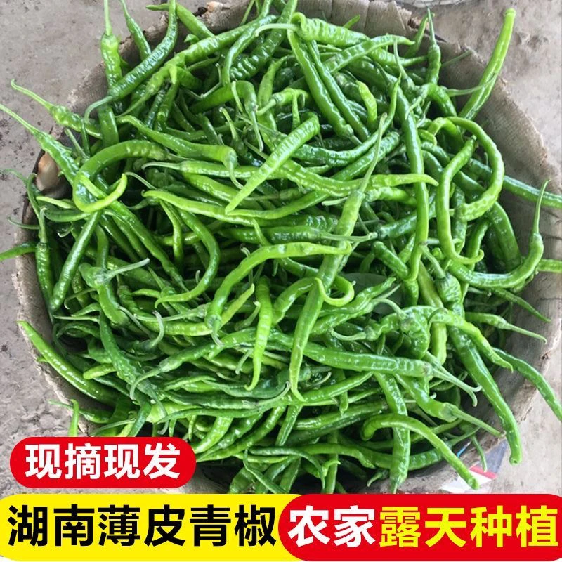 湖南衡阳耒阳本地青辣椒新鲜薄皮香辣特辣采摘小皱皮特辣农家自种