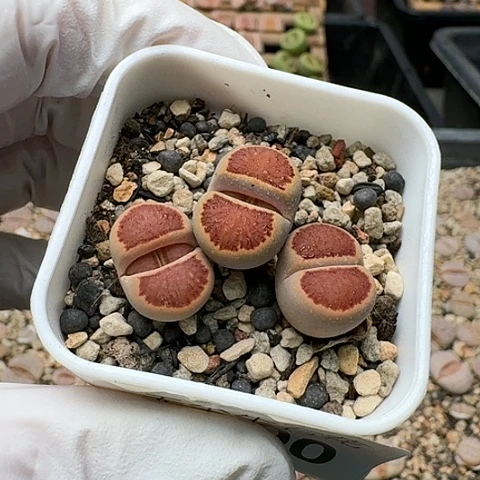 3695，菊红窗全窗带盆土