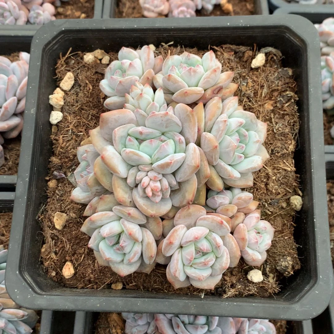 九头石榴籽无砍花花