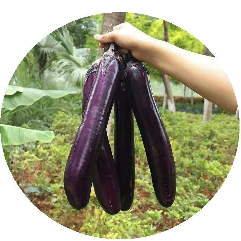 贵州露天种植新鲜绿把紫皮长茄子当季蔬菜可炒可烤可凉拌