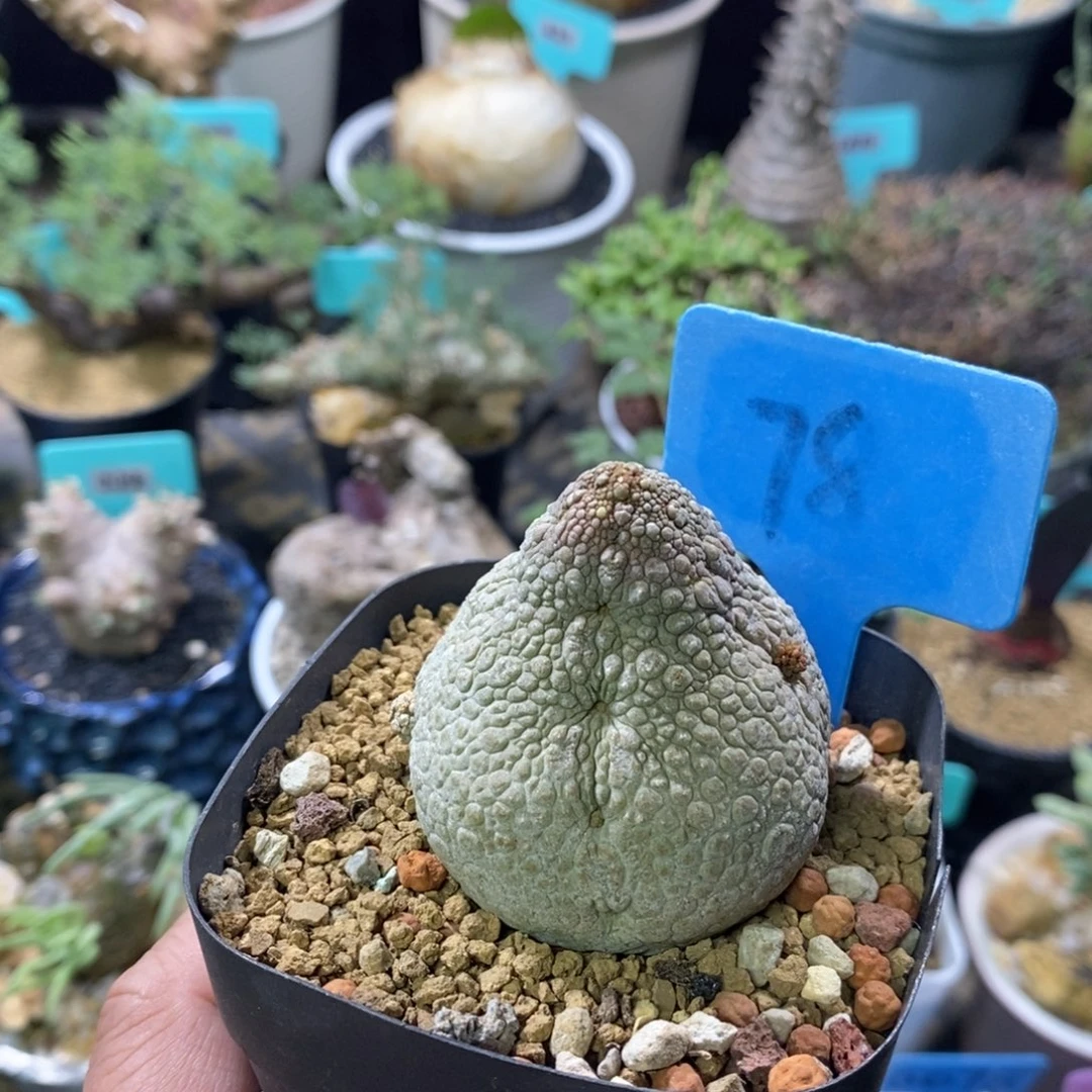 凝蹄玉多肉植物一个