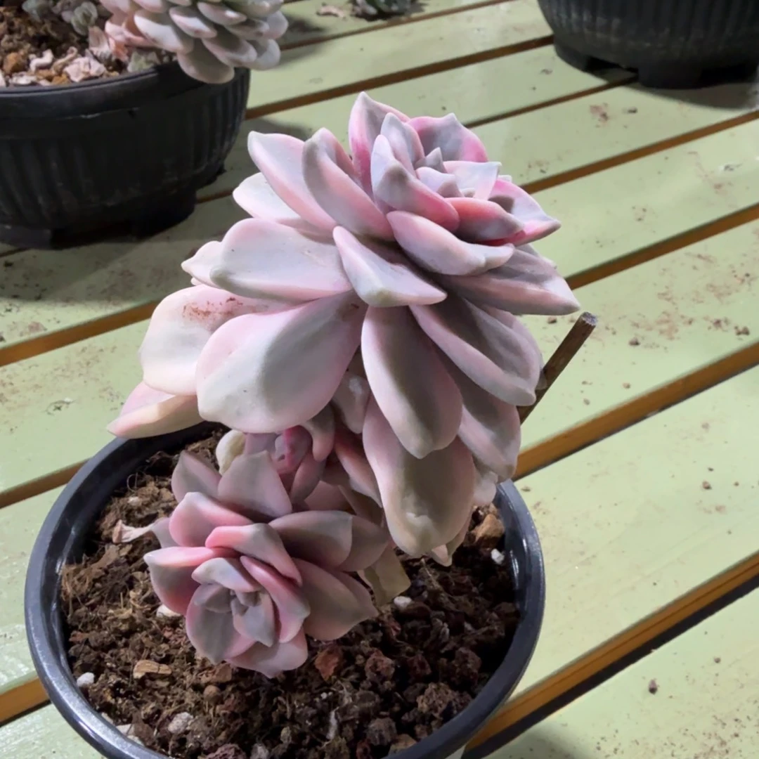 紫乐锦双头起发，锦上园艺量拍