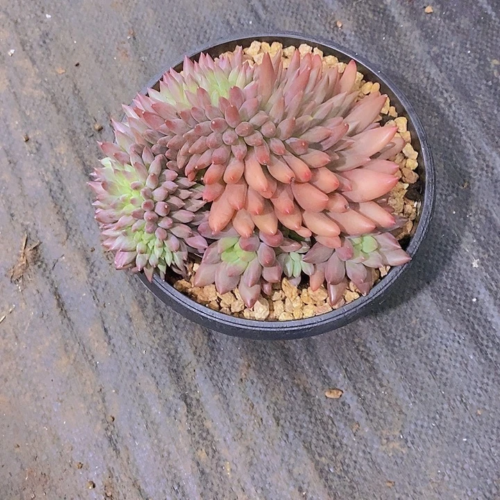 糯****红蜻蜓缀化多肉植物