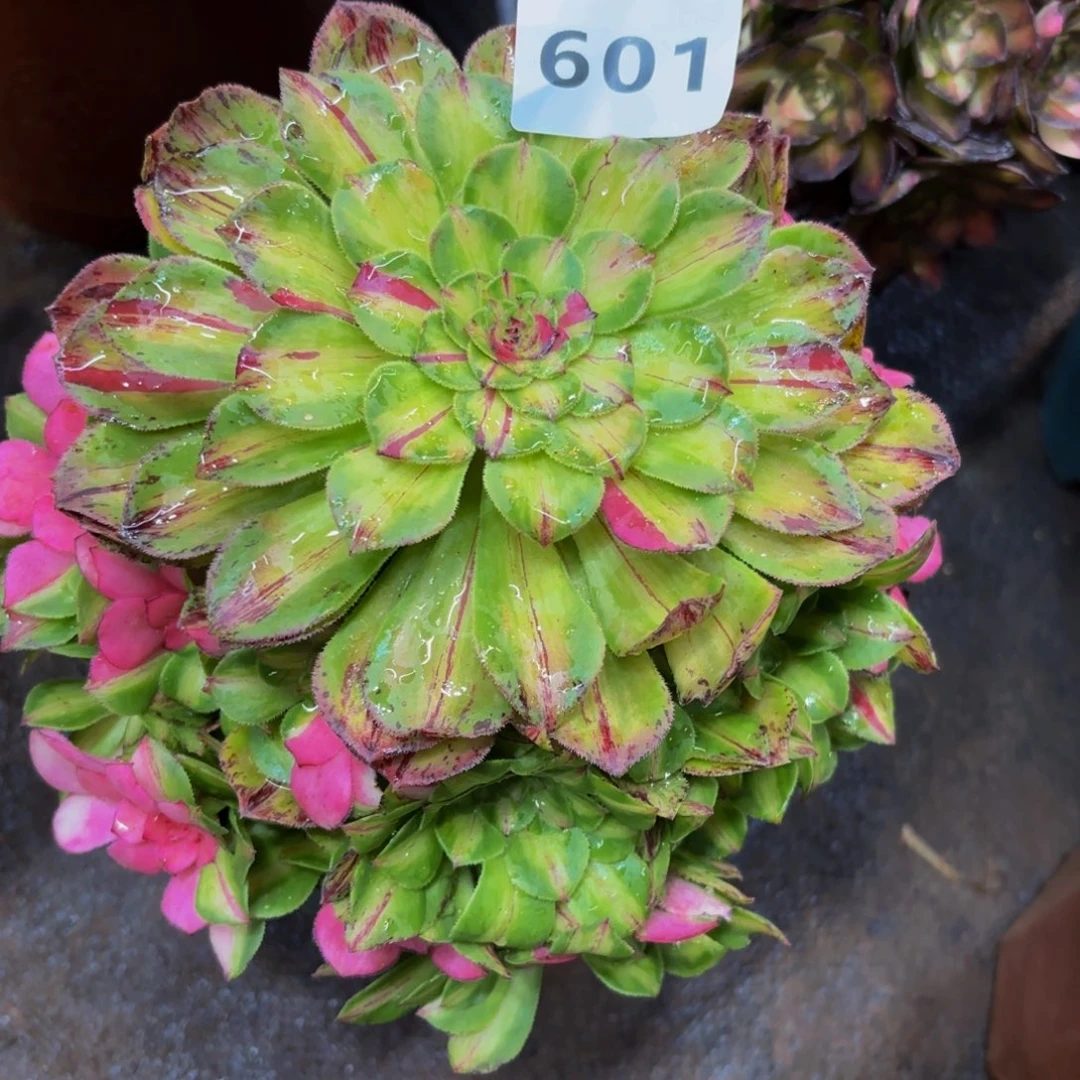 简*菊601多肉植物知否补差价