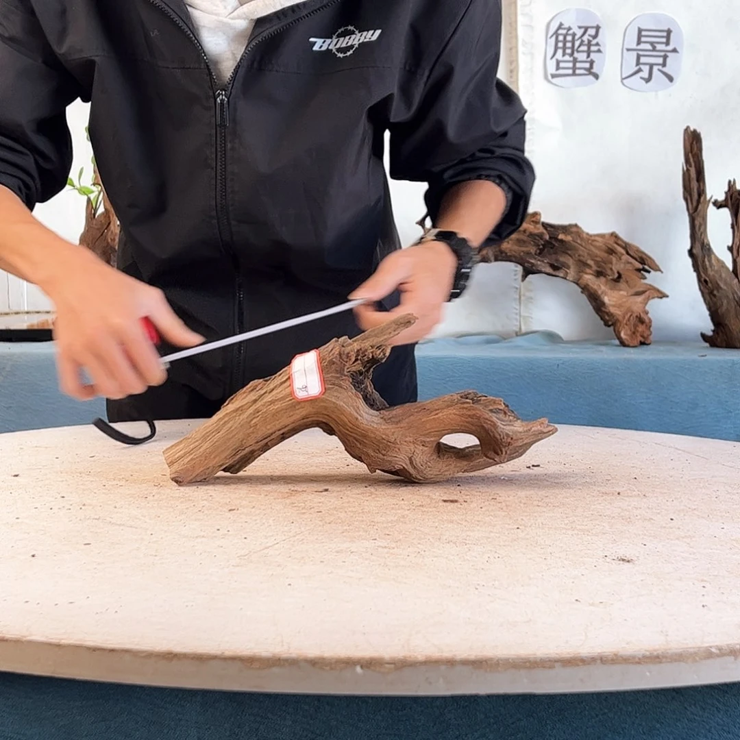 周末福利沉木造景25.9.13