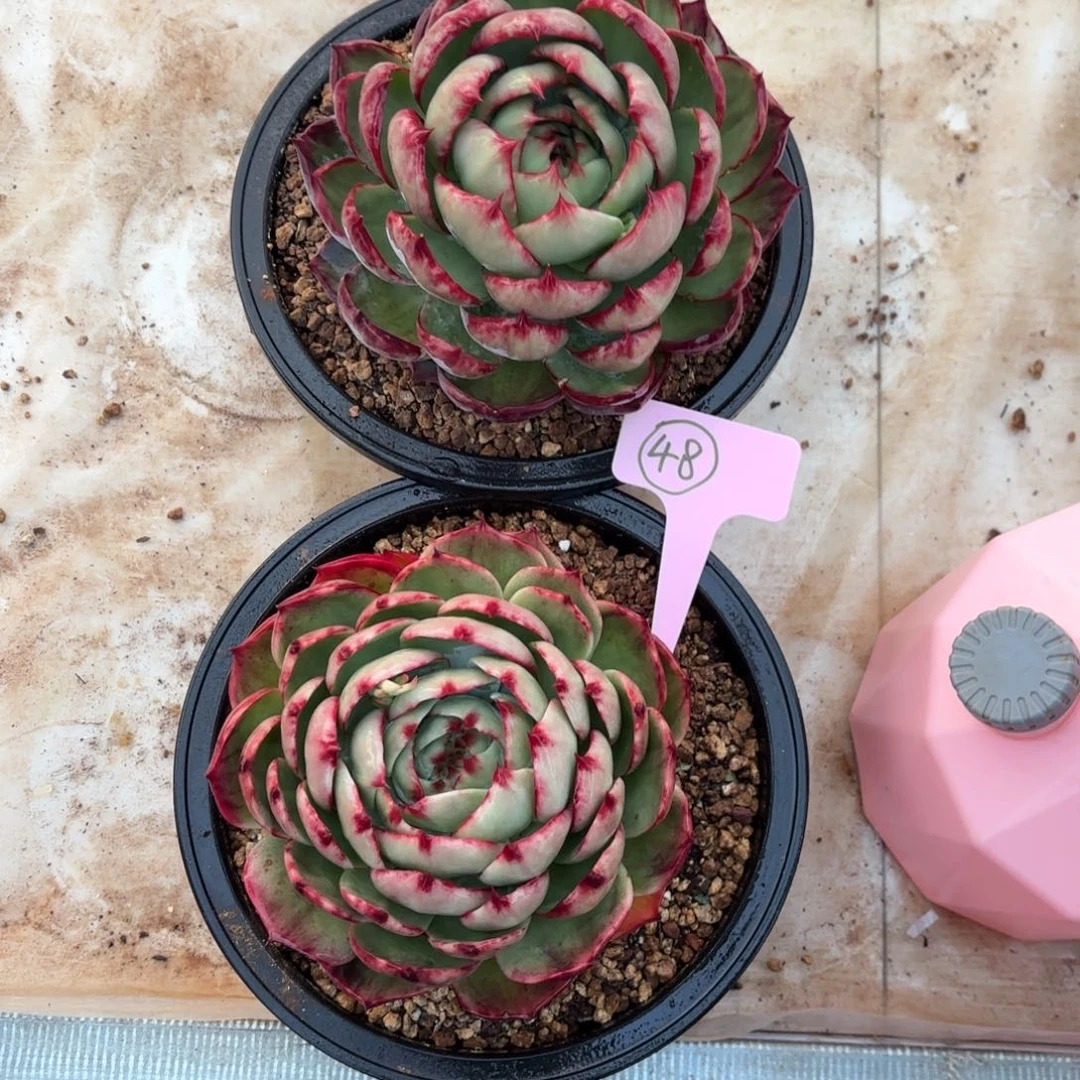 惊鸿仙子好看48号