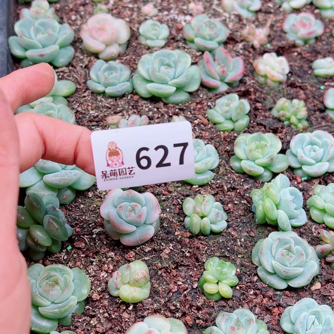 溺****多肉植物多肉植物