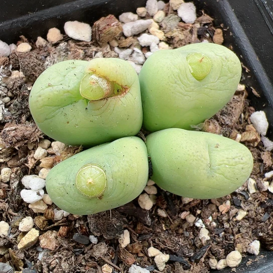 【闪购商品】234 新年福利