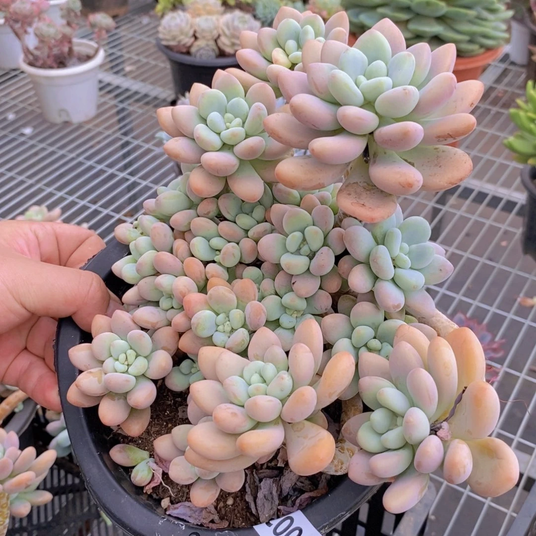 904红洛神一物一拍