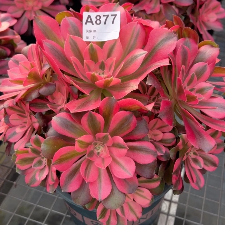 877香妃22厘米左右