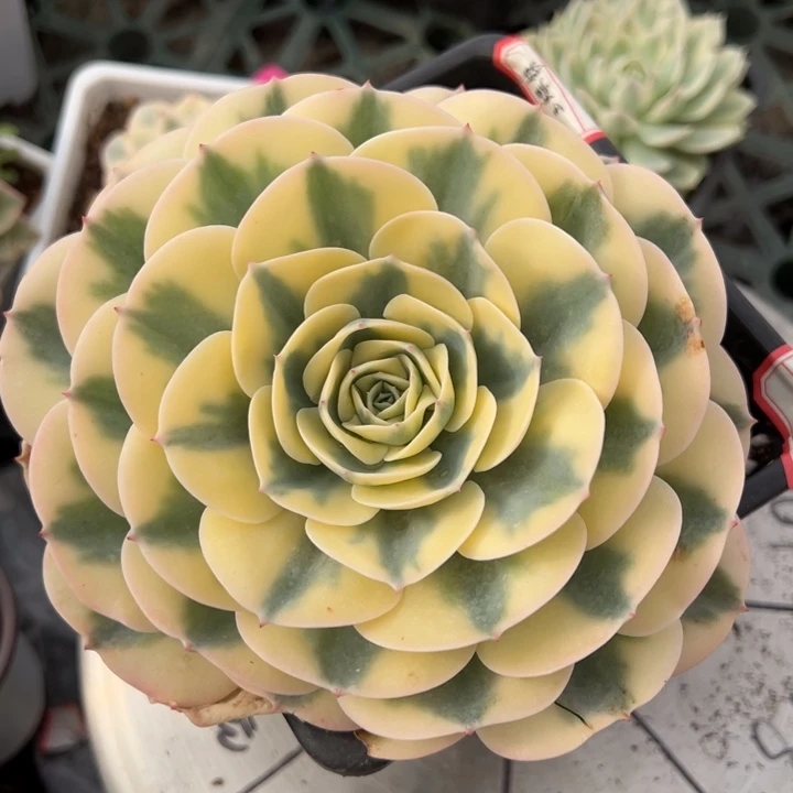 玉蝶锦一物一拍锦龙