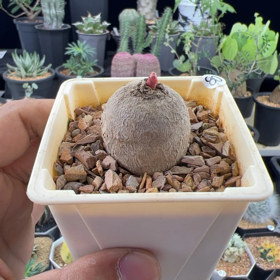 玫瑰大戟3+一物一拍带盆发