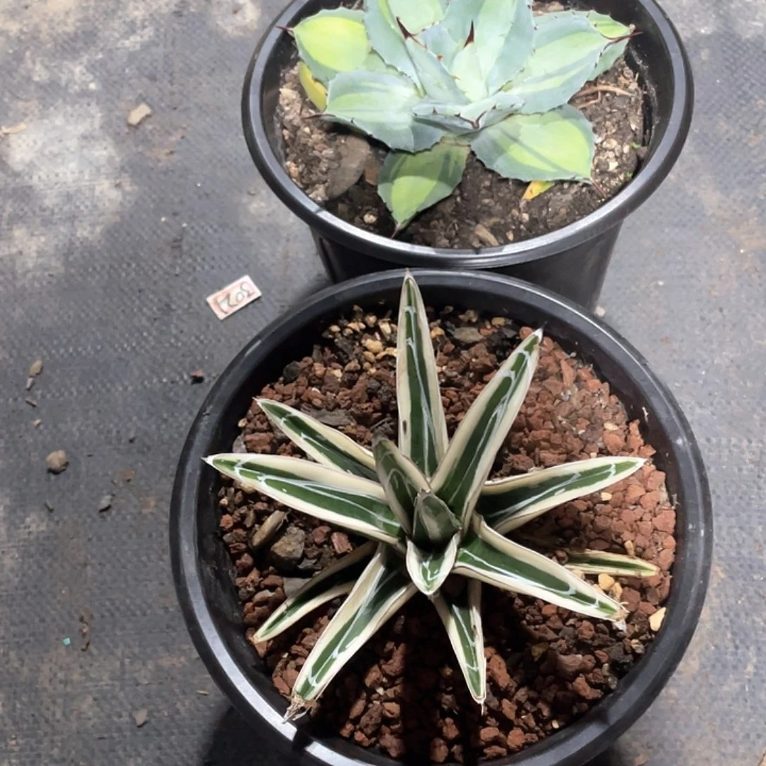 皓***龙无花朵龙舌兰绿色植物