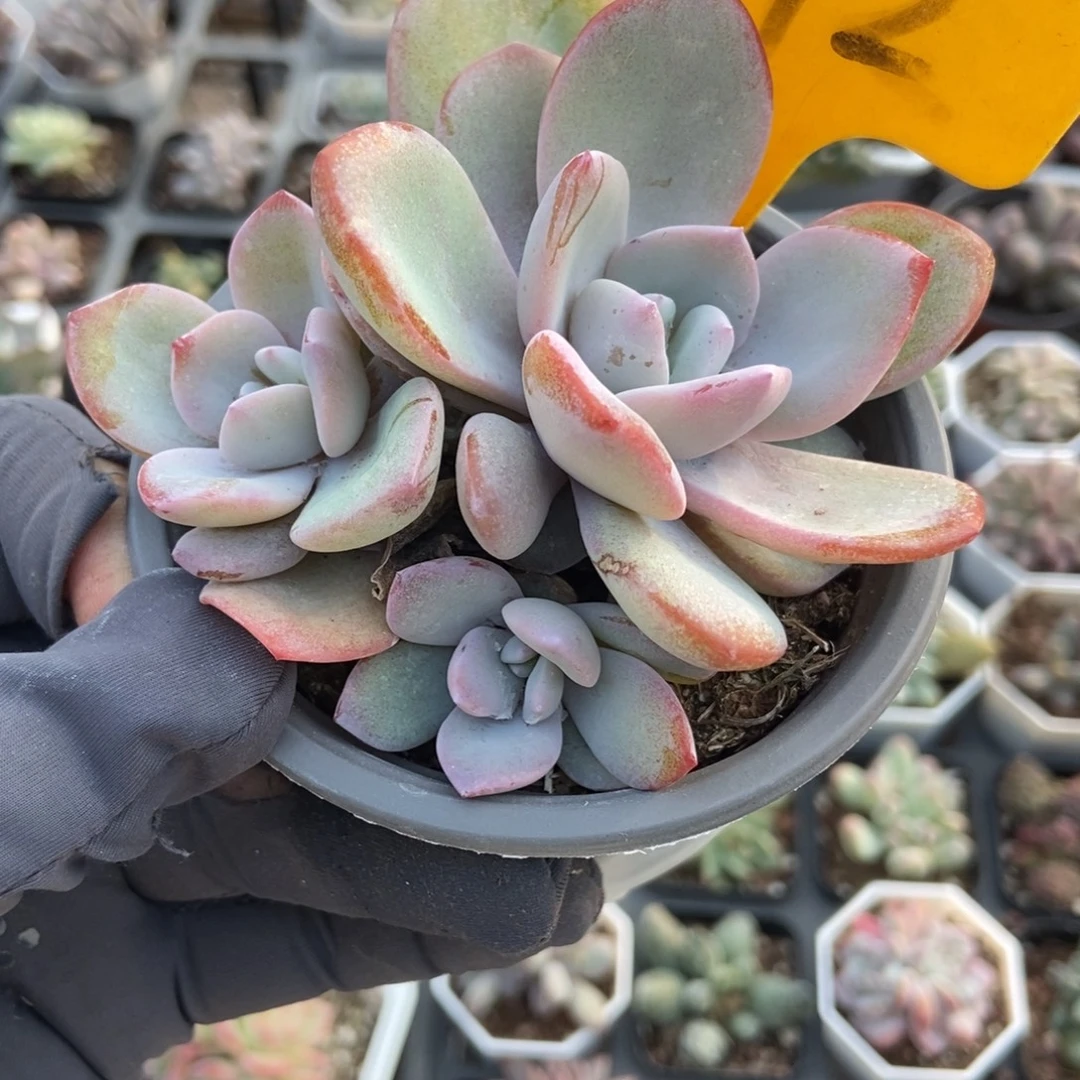 572奶茶多肉植物多肉