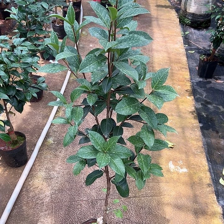 完全开放自己家未登录品种云茶1.2米高