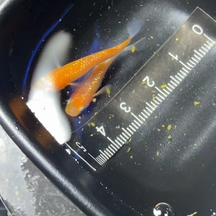 青鳉鱼32号拍品王华