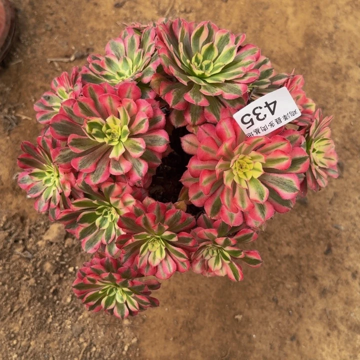 红彤白一物一一拍435