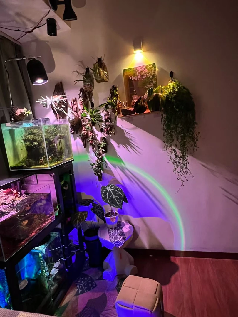 风化木室内-绿植