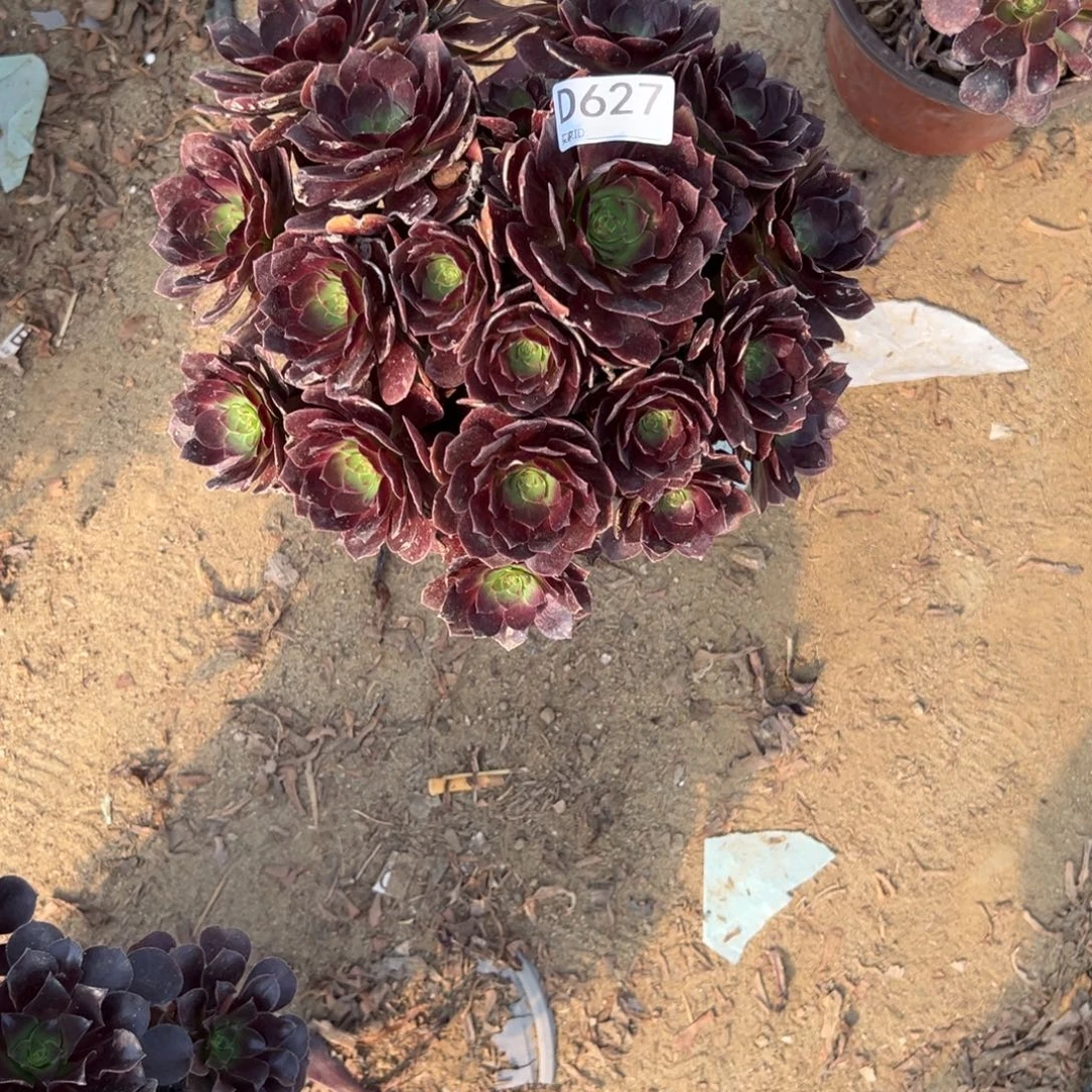 627赤焰莲多肉植物