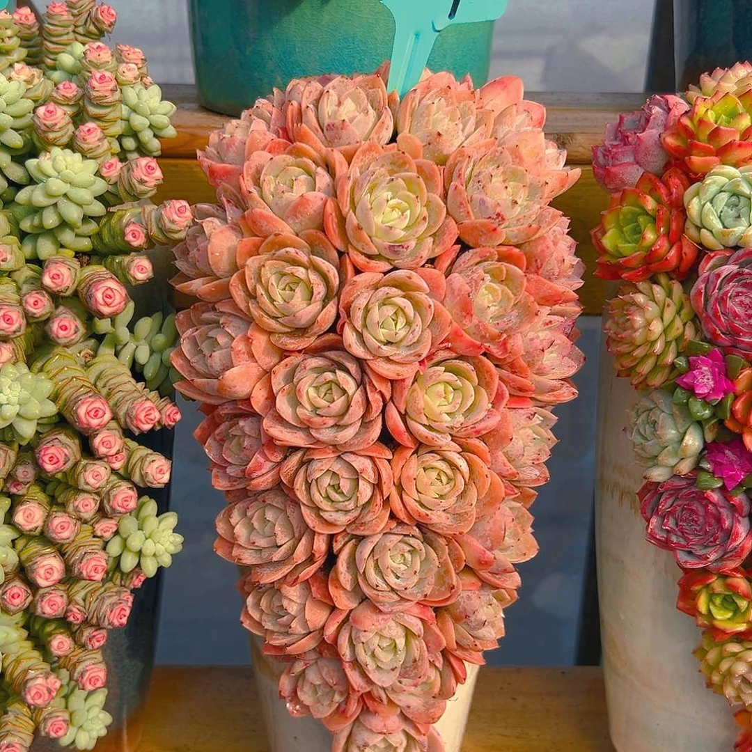 029哈密瓜多肉组合花园