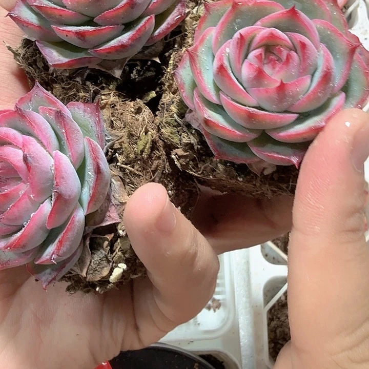 超级侧影单头一颗