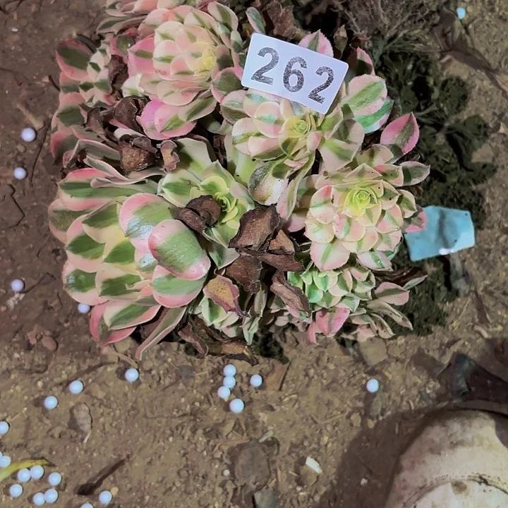 262女郎多肉植物不售后